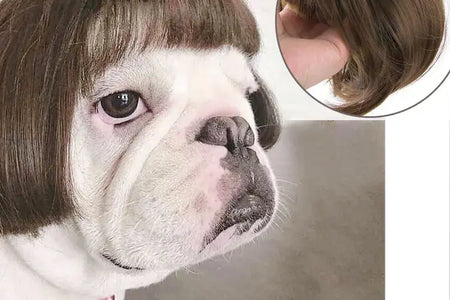 Pet Wigs Cosplay Props Dog Cat Cross-Dressing Hair Set Photography Funny Props Head Accessories Prank Pet Supplies Costumes DIY